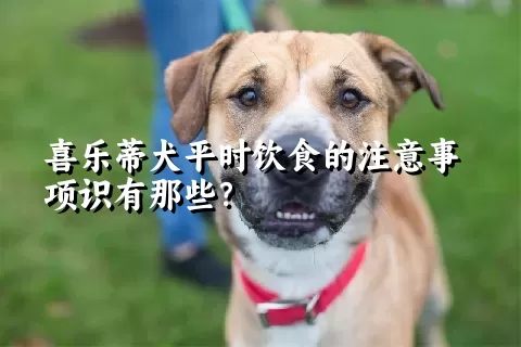 喜乐蒂犬平时饮食的注意事项识有那些？ 