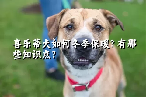 喜乐蒂犬如何冬季保暖？有那些知识点？