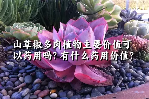 山草椒多肉植物主要价值可以药用吗？有什么药用价值？