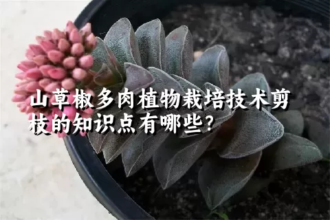 山草椒多肉植物栽培技术剪枝的知识点有哪些？