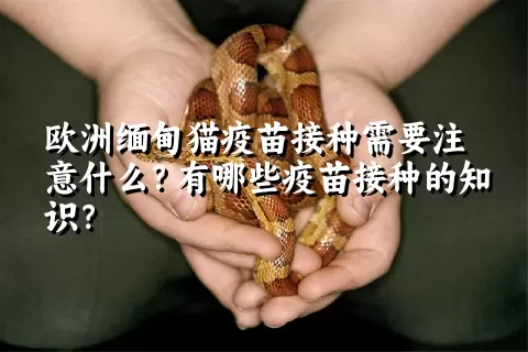 欧洲缅甸猫疫苗接种需要注意什么？有哪些疫苗接种的知识？