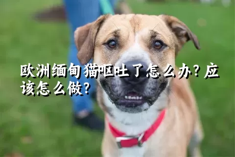 欧洲缅甸猫呕吐了怎么办？应该怎么做？