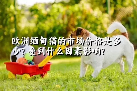 欧洲缅甸猫的市场价格是多少？受到什么因素影响？