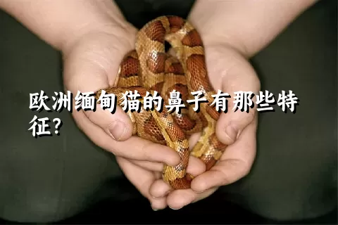 欧洲缅甸猫的鼻子有那些特征？