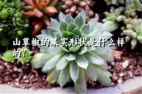 山草椒的果实形状是什么样的？