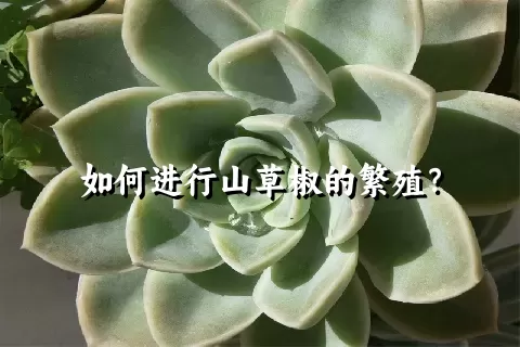 如何进行山草椒的繁殖？