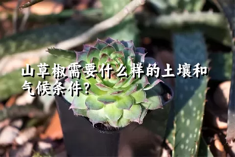 山草椒需要什么样的土壤和气候条件？