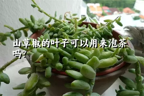 山草椒的叶子可以用来泡茶吗？