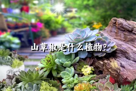 山草椒是什么植物？