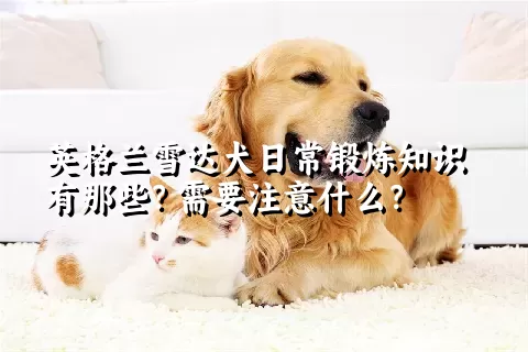 英格兰雪达犬日常锻炼知识有那些？需要注意什么？