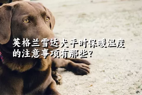 英格兰雪达犬平时保暖温度的注意事项有那些？ 