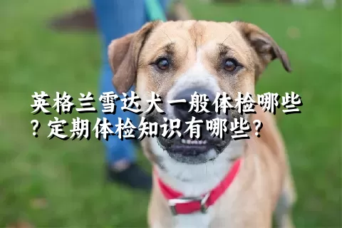 英格兰雪达犬一般体检哪些？定期体检知识有哪些？