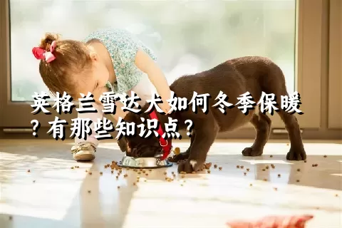 英格兰雪达犬如何冬季保暖？有那些知识点？