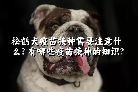 松鹤犬疫苗接种需要注意什么？有哪些疫苗接种的知识？