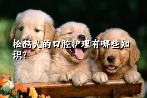 松鹤犬的口腔护理有哪些知识？