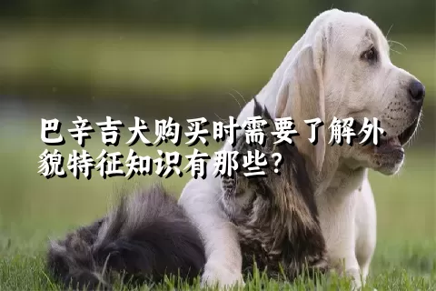 巴辛吉犬购买时需要了解外貌特征知识有那些？  