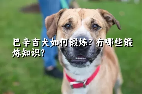 巴辛吉犬如何锻炼？有哪些锻炼知识？