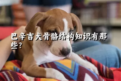 巴辛吉犬骨骼结构知识有那些？