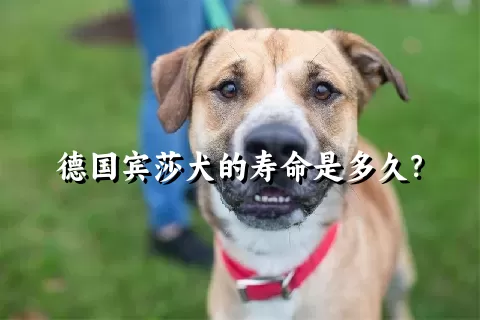 德国宾莎犬的寿命是多久？