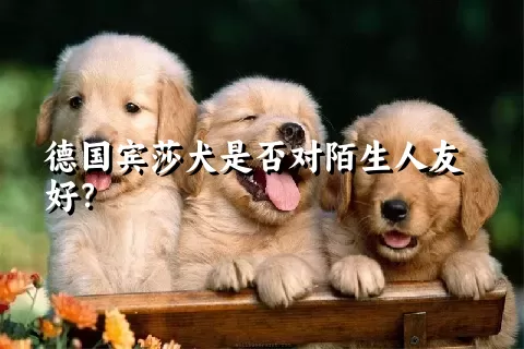 德国宾莎犬是否对陌生人友好？