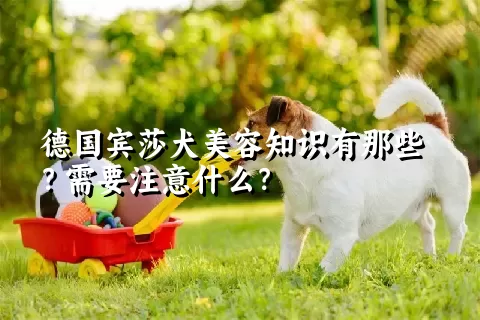 德国宾莎犬美容知识有那些？需要注意什么？