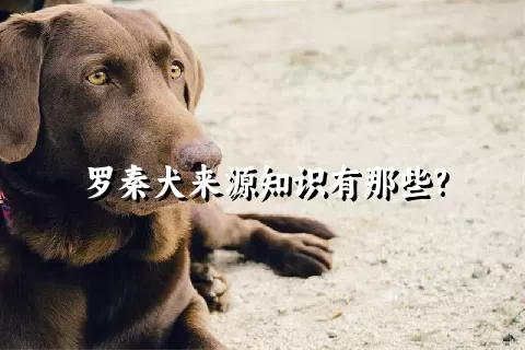 罗秦犬来源知识有那些?