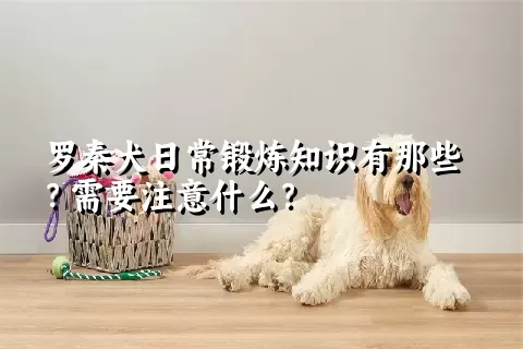 罗秦犬日常锻炼知识有那些？需要注意什么？