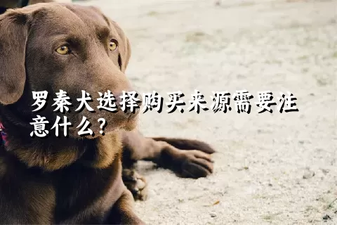 罗秦犬选择购买来源需要注意什么？ 