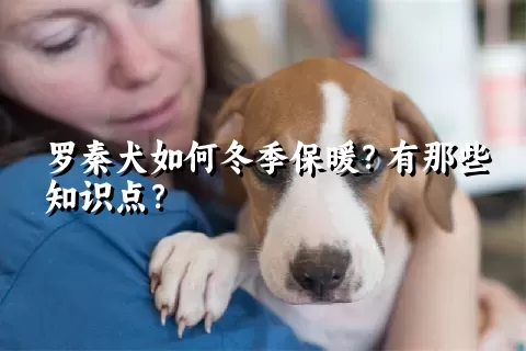 罗秦犬如何冬季保暖？有那些知识点？