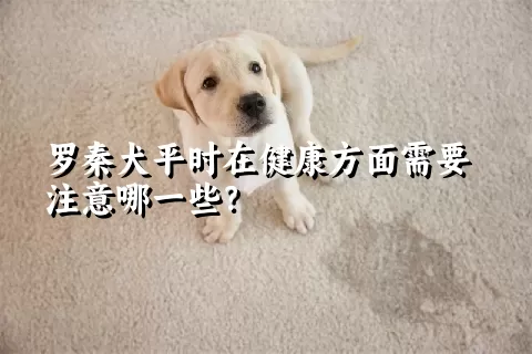 罗秦犬平时在健康方面需要注意哪一些？