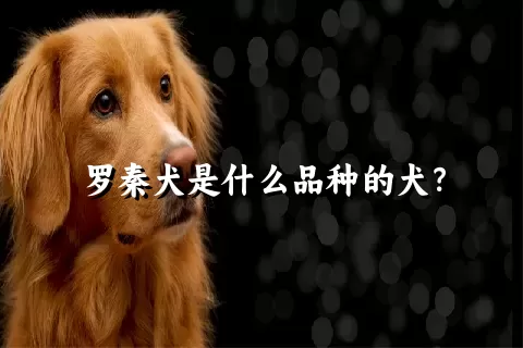 罗秦犬是什么品种的犬？