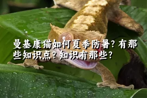 曼基康猫如何夏季防暑？有那些知识点？知识有那些？