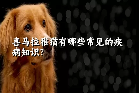 喜马拉雅猫有哪些常见的疾病知识？