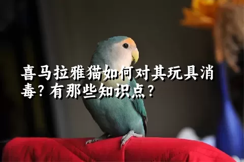 喜马拉雅猫如何对其玩具消毒？有那些知识点？