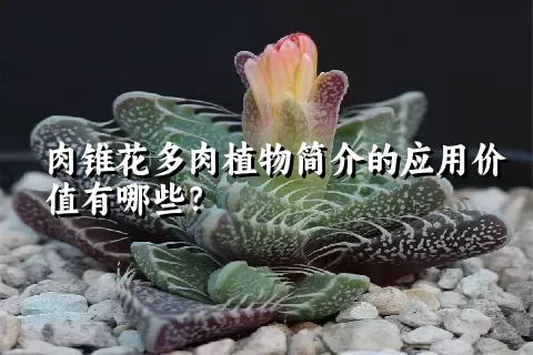 肉锥花多肉植物简介的应用价值有哪些？