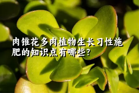 肉锥花多肉植物生长习性施肥的知识点有哪些？	