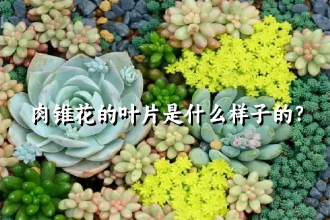 肉锥花的叶片是什么样子的？