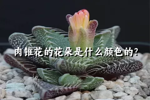 肉锥花的花朵是什么颜色的？