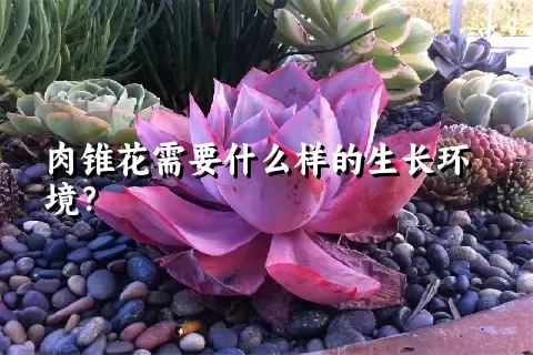 肉锥花需要什么样的生长环境？