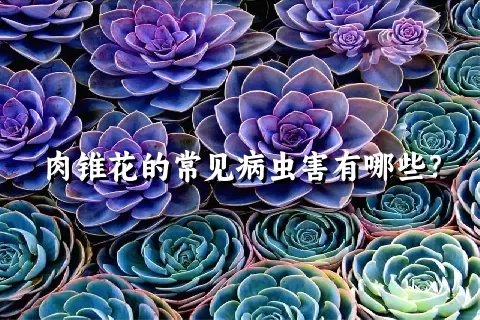 肉锥花的常见病虫害有哪些？