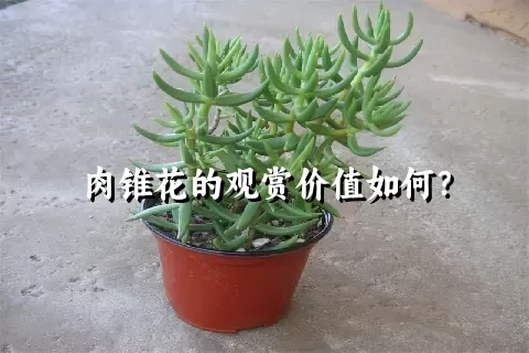 肉锥花的观赏价值如何？