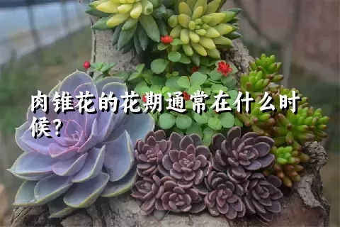 肉锥花的花期通常在什么时候？