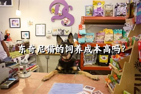 东奇尼猫的饲养成本高吗？