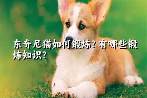 东奇尼猫如何锻炼？有哪些锻炼知识？