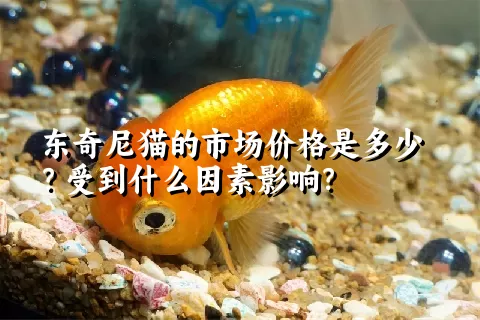 东奇尼猫的市场价格是多少？受到什么因素影响？