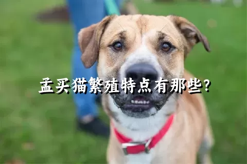 孟买猫繁殖特点有那些？