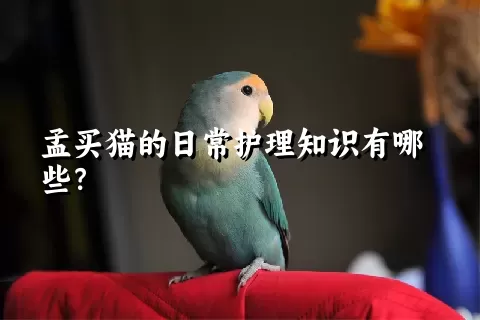 孟买猫的日常护理知识有哪些？