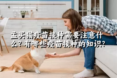 孟买猫疫苗接种需要注意什么？有哪些疫苗接种的知识？