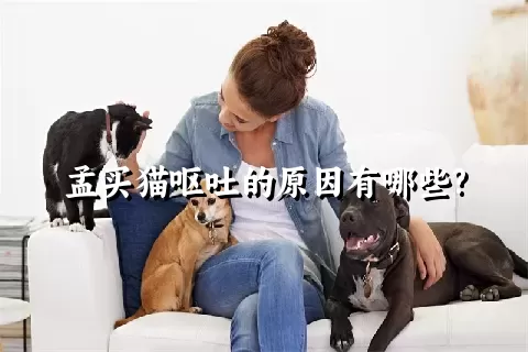 孟买猫呕吐的原因有哪些?