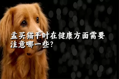 孟买猫平时在健康方面需要注意哪一些？